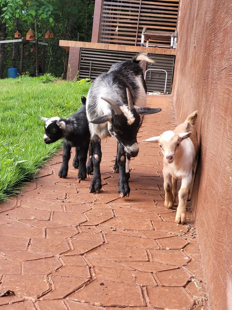 #minicabras - Foto 3