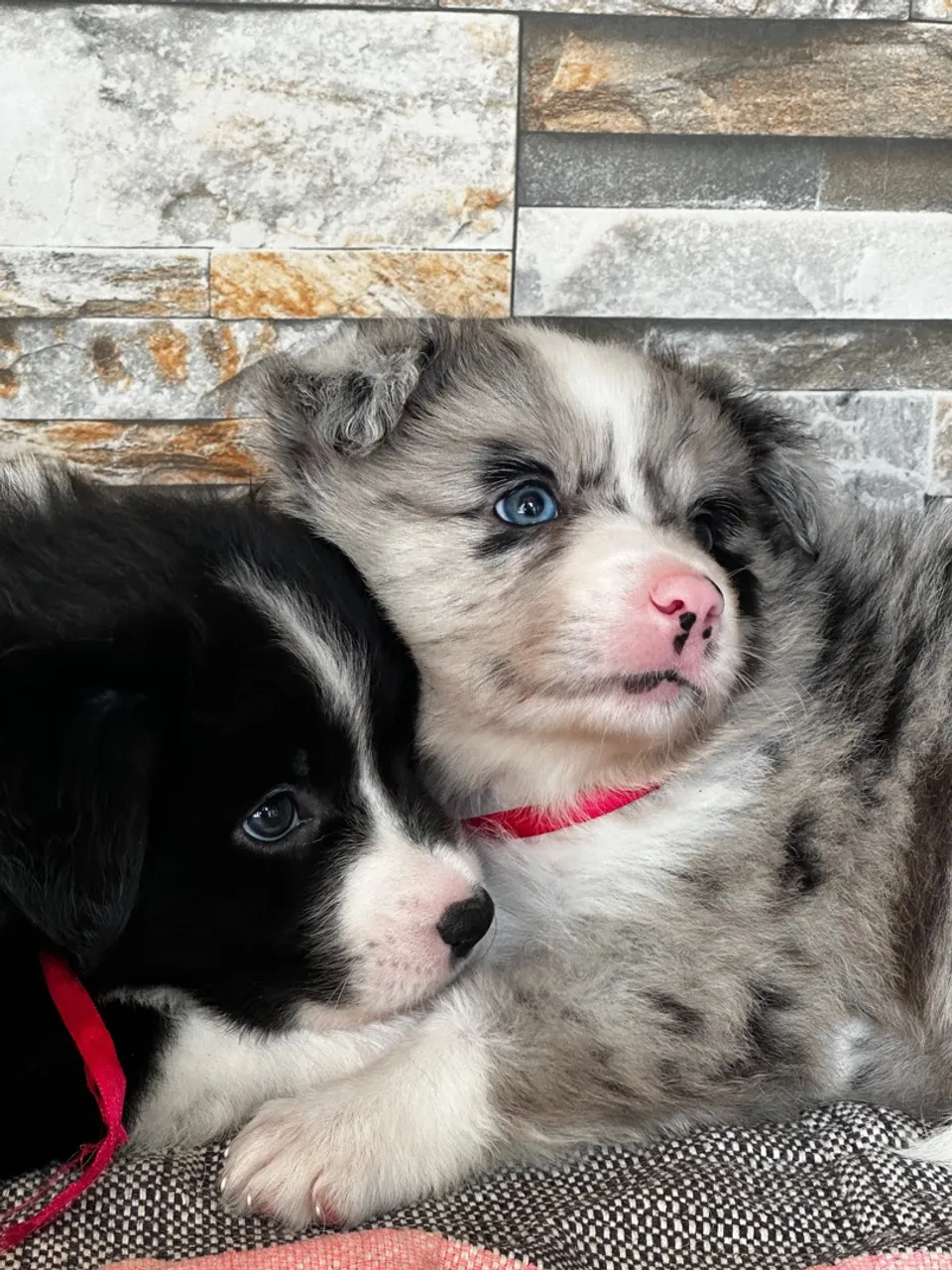 Border Collie Fêmea - Blue Merle