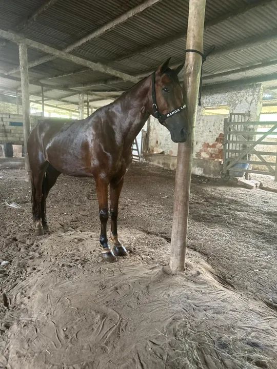 Cavalo Mangalarga Meio Sangue 