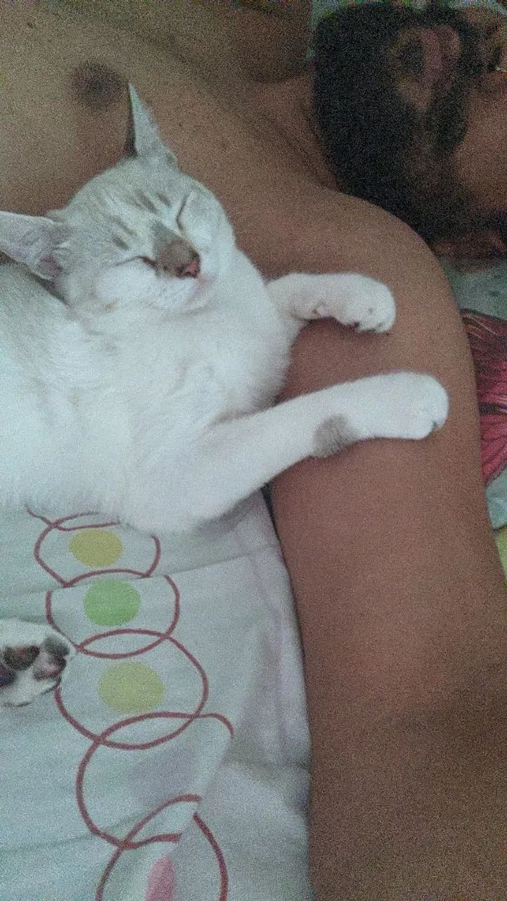 Gato persa disponível para adoção - Foto 3