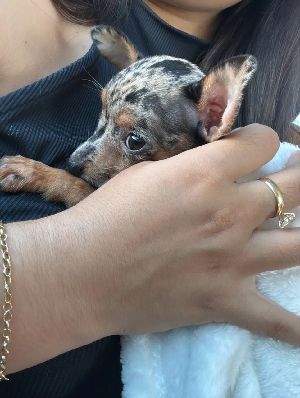 Filhote de Pinscher fêmea merle exótica n°0- 2 meses