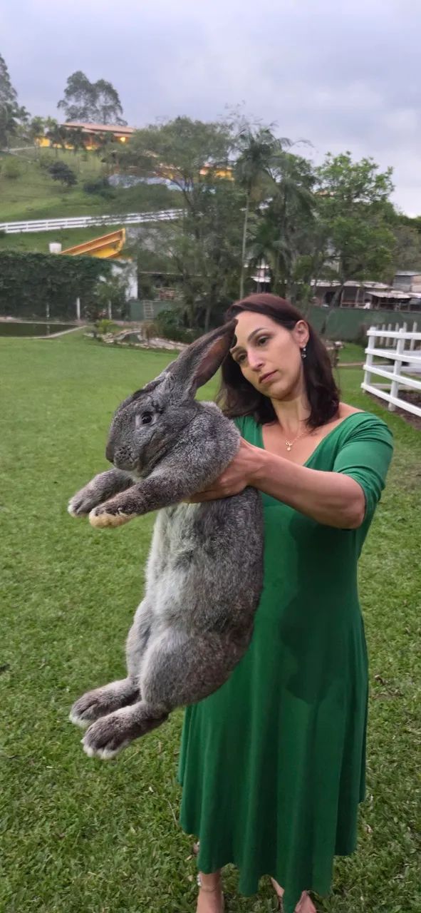 Coelho gigante de flandres - Foto 3