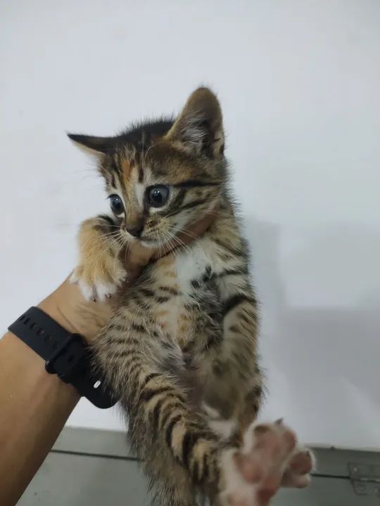 Filhotes de gato para doação 