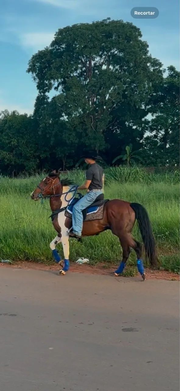 Cavalo para venda - Foto 5
