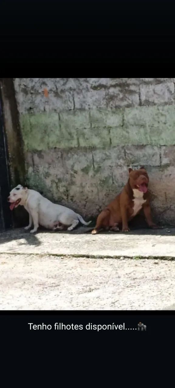 Filhotes de Pitbull