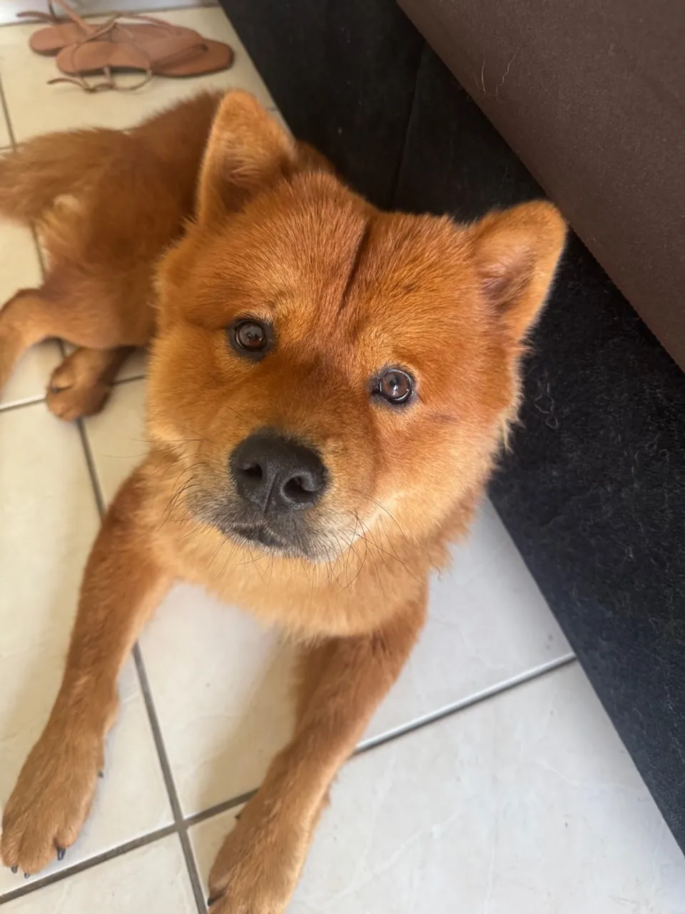 Chow chow macho disponível para cruza