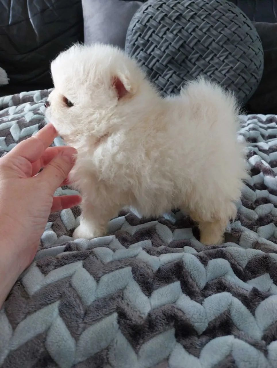 Spitz Alemão anão- Filhotes de raça Premium com documentação completa!! - Foto 2