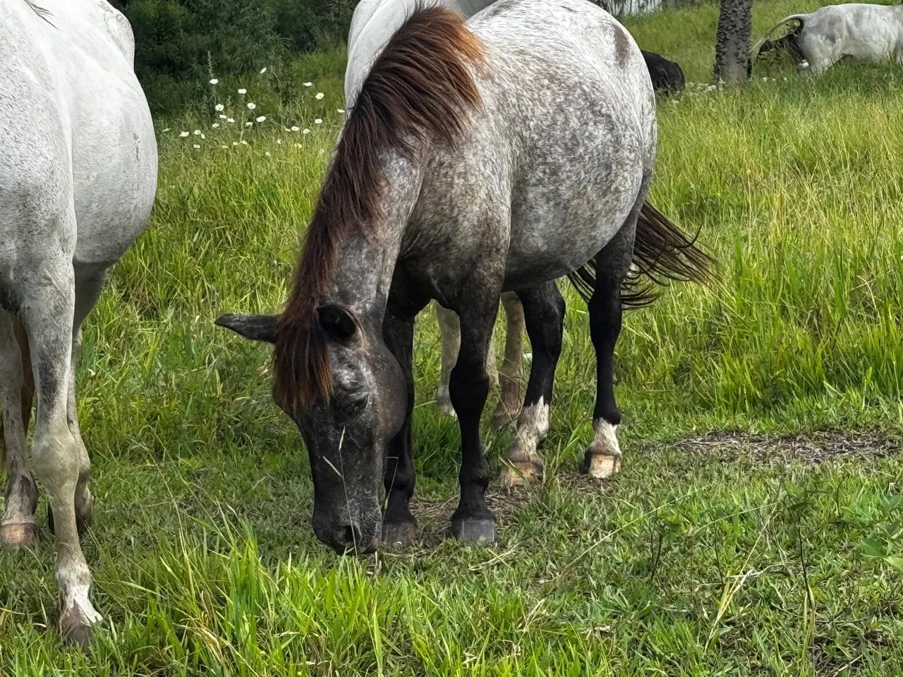 Egua Pampa D?água é Pônei marrom - Foto 2