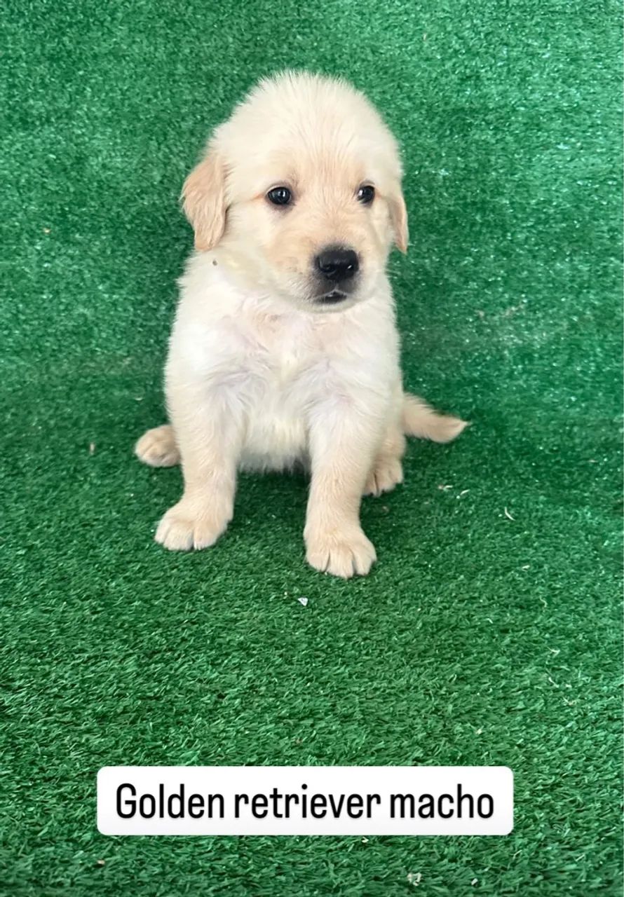 Golden Retriever machos e fêmeas ( canil Metódio ) - Foto 2