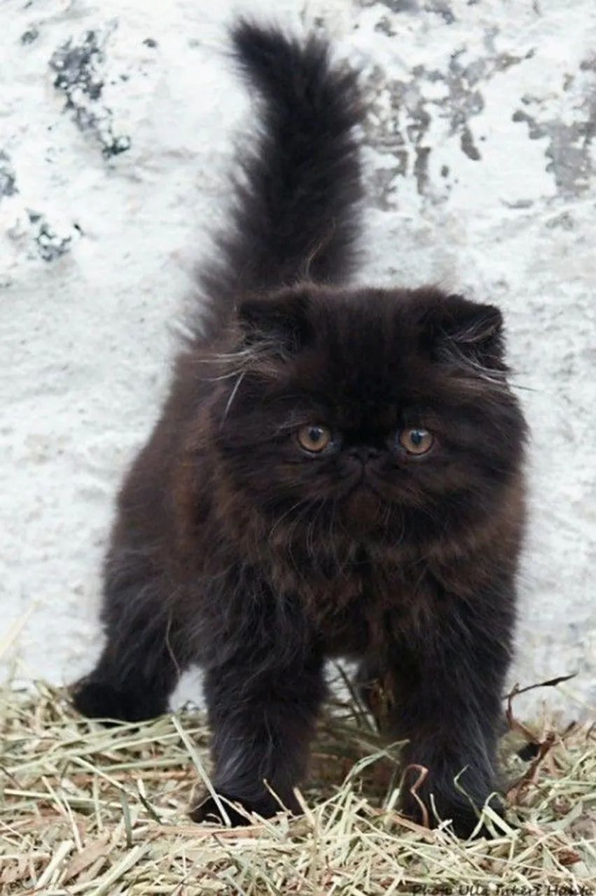 Gatinho Persa Puro - Carinhoso e Elegante - Foto 2