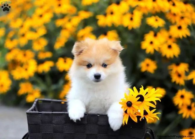 Spitz Alemão - padrão urso