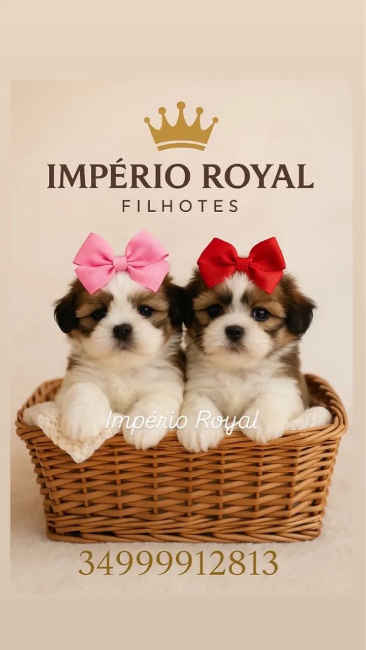 Filhotes Shih Tzu - Império Royal
