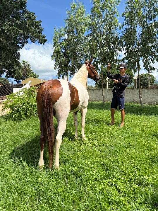 Cavalo Paint Horse - Foto 2
