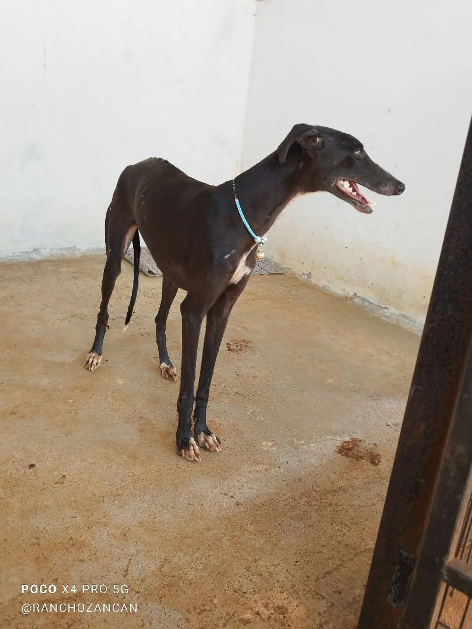 Galgo italiano  - Foto 3