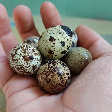 Ovos Galados de codornas Gigantes