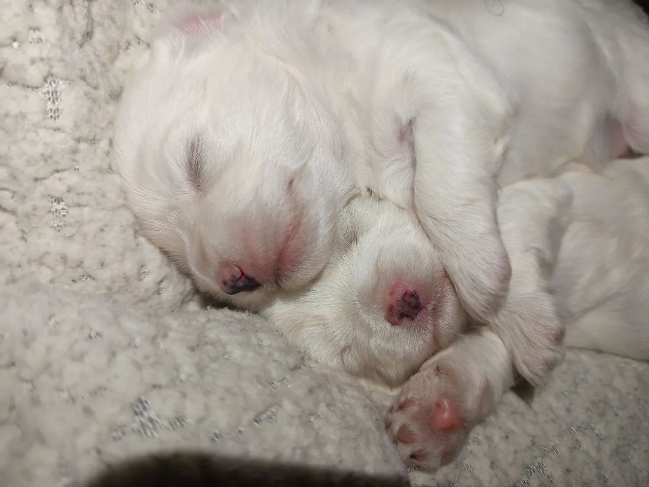 Filhote de Maltes  - Foto 2