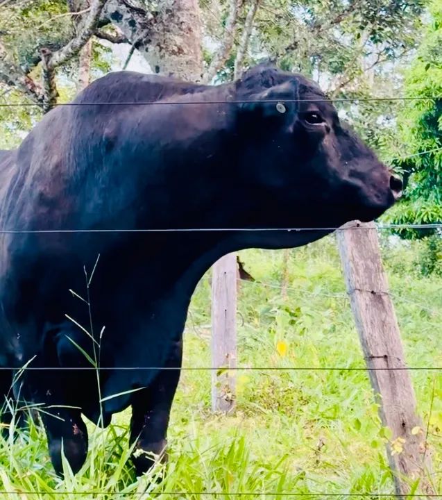 Vendo reprodutor Angus registrado  - Foto 3