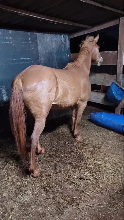 Cavalo manso bom para passeio! - Foto 4