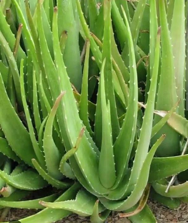 Gel de Babosa - Aloé vera  natural  - Foto 2