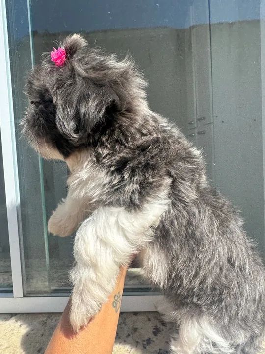 Shitzu Femea Blue - Foto 3