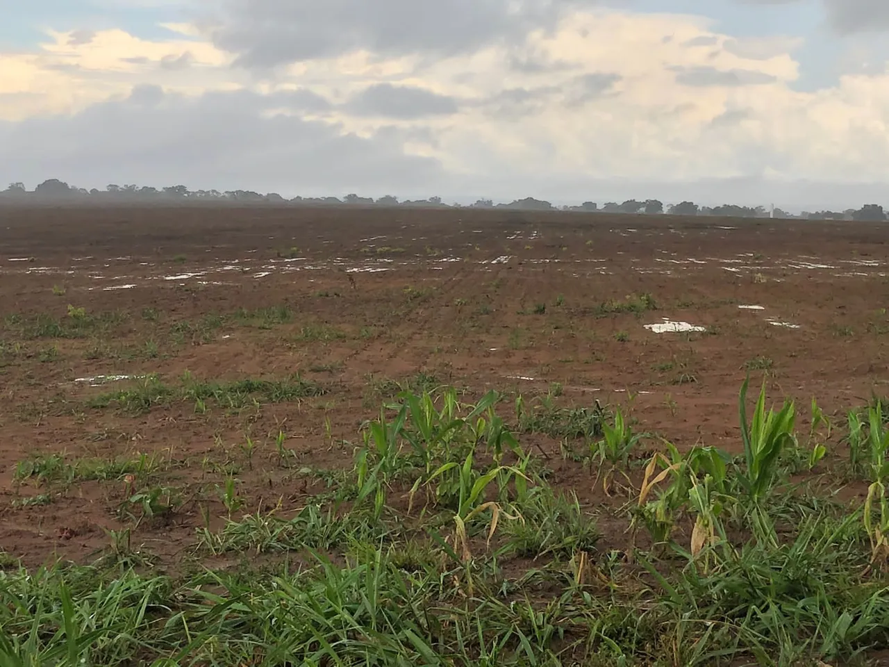 Fazenda no sul do Piauí com 2.640 hectares, já com 1.000 hectares pronto para plantar!