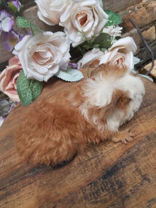 Lindos porquinhos da índia merino - Foto 2