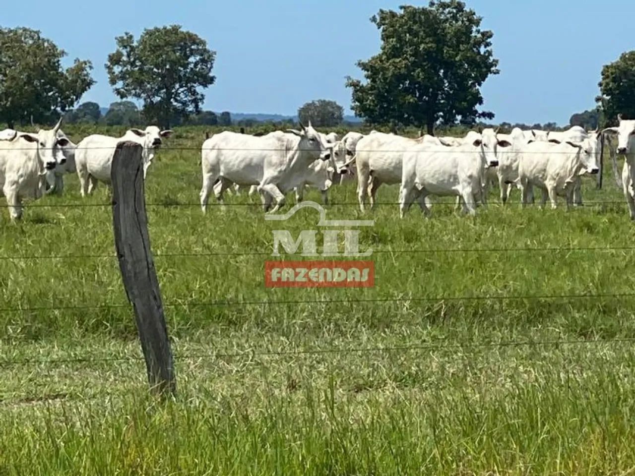 Fazenda de 750 alqueires (3500hectares) em Campinápolis - MT