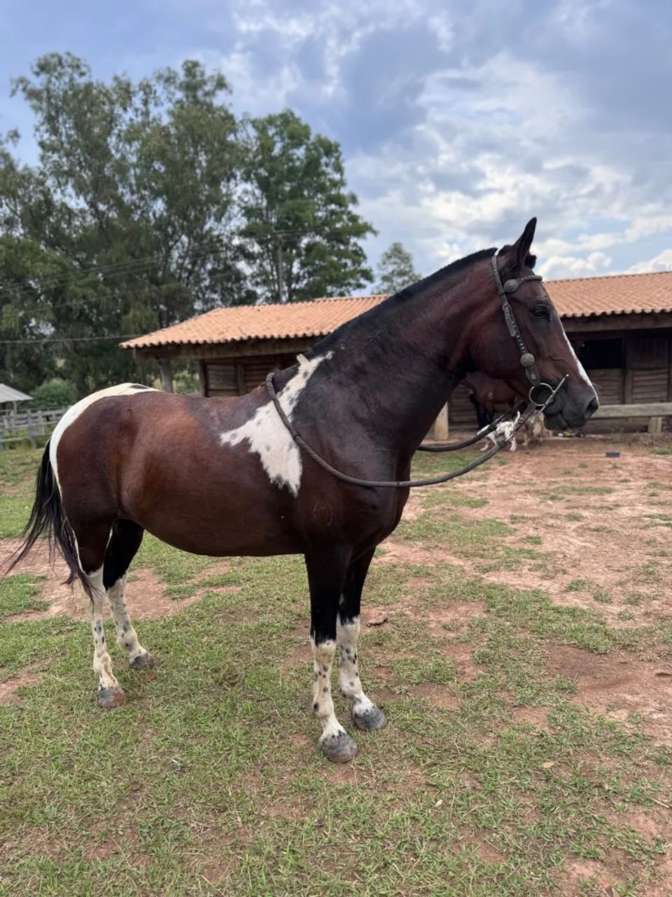 Égua pampa homozigota registrada  - Foto 2