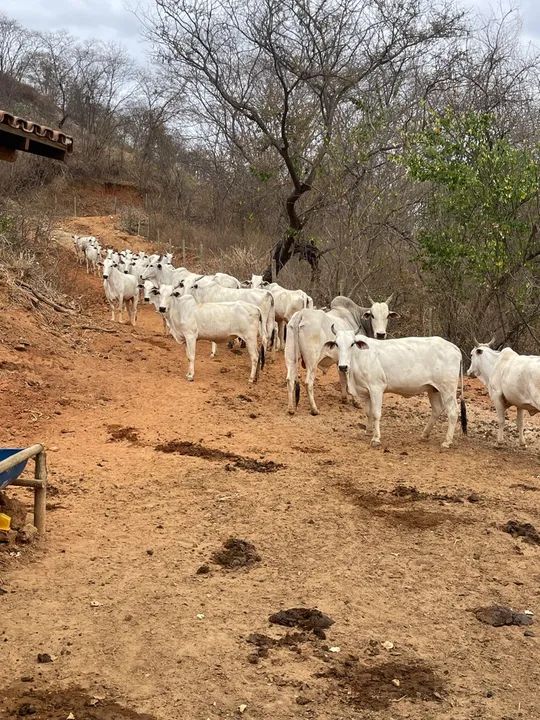Vacas de nelore frutos de IATF  - Foto 3