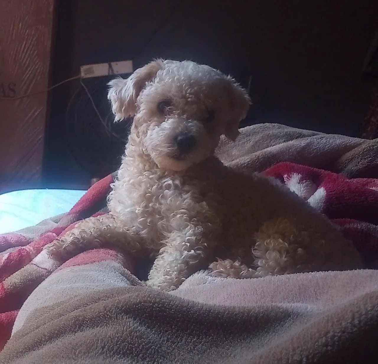 Vamos levar seu melhor amigo verdadeiro para sua casa ? - Foto 2