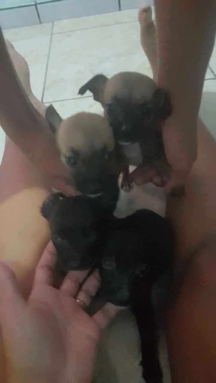 Filhotes de Chihuahua disponíveis para adoção