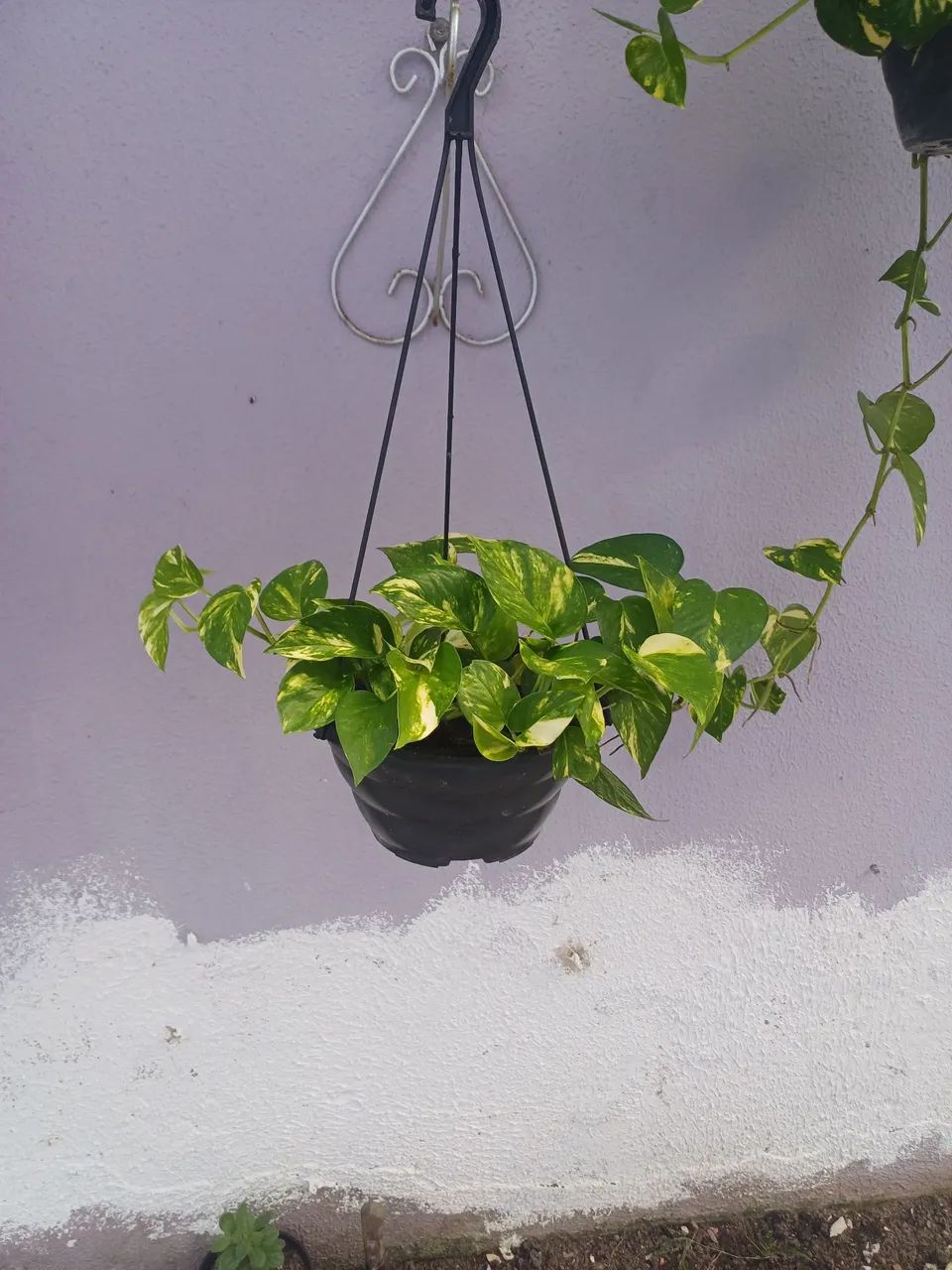 Lindas giboias plantas para decoração  - Foto 3