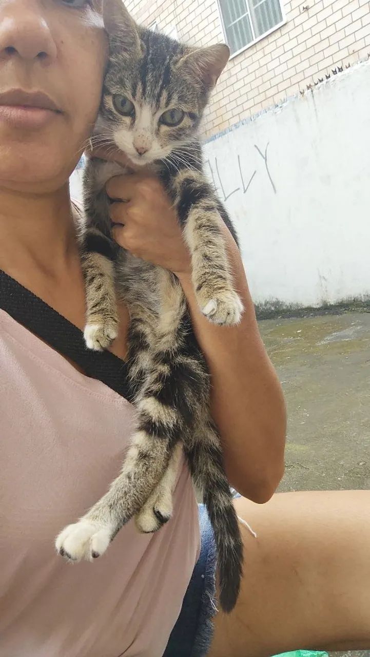 Gatinhos fofos para adoção - Foto 3