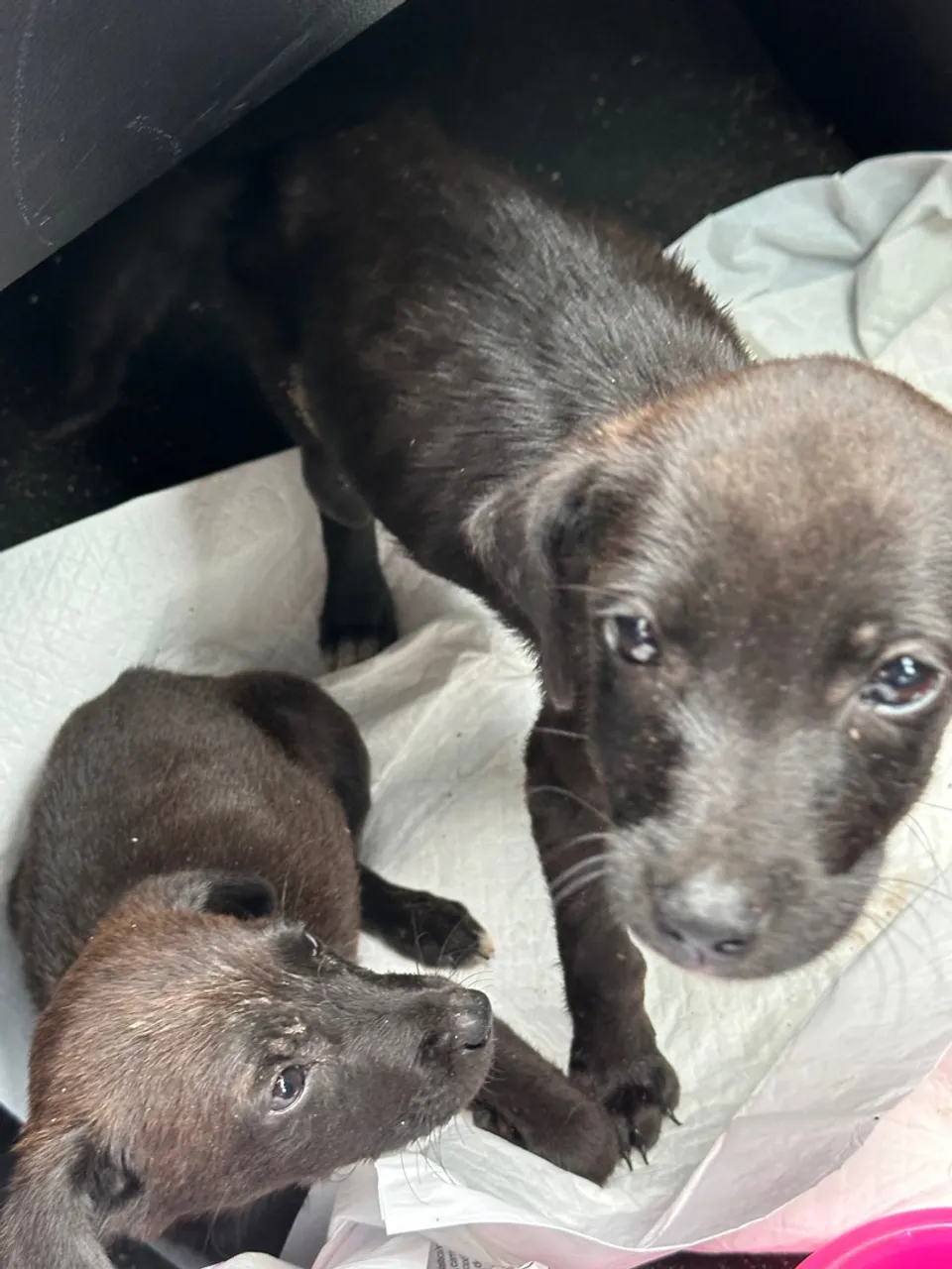 Filhotes de cachorro preto para doação