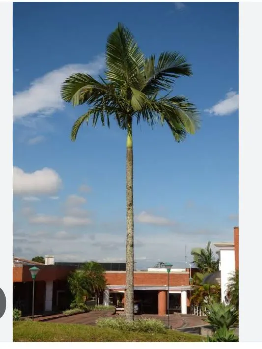Mudas de palmeira Real