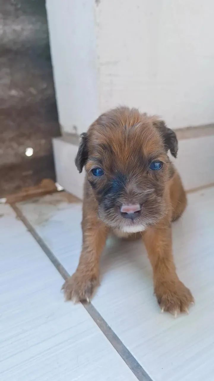 Cachorrinhos para adoção - Foto 3