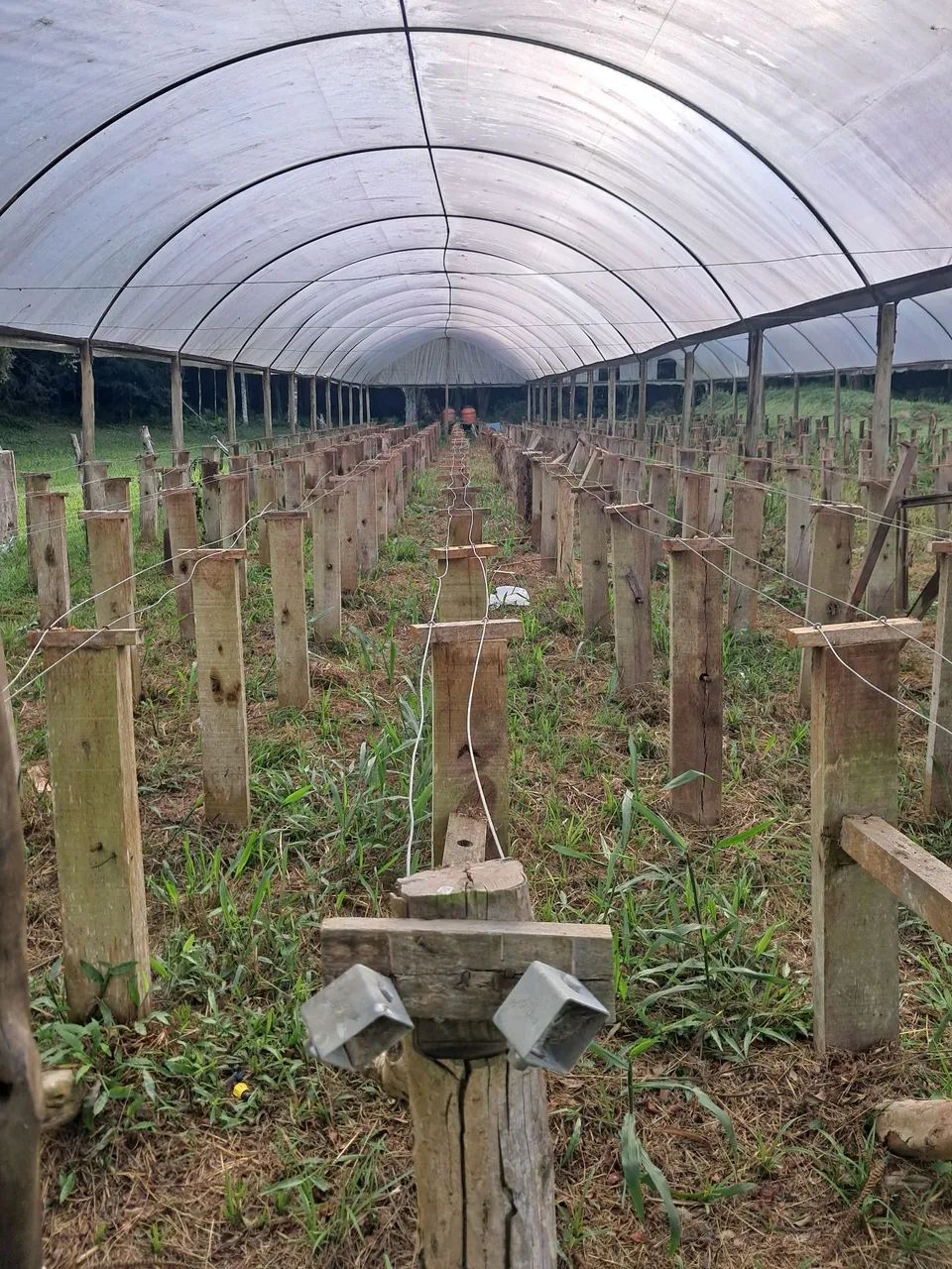 Estufa para morangos  - Foto 2