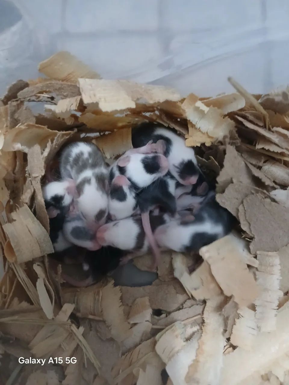 Camundongo Pet 