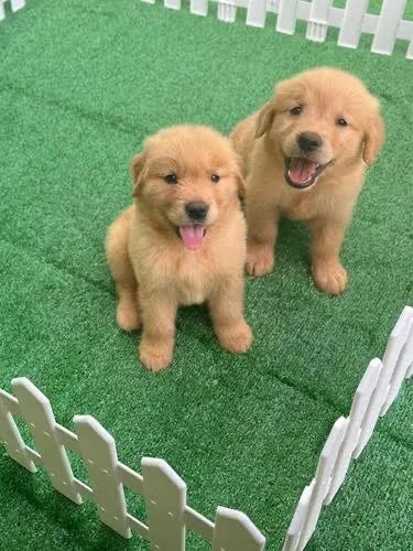 Golden Retriever Macho e Fêmea 