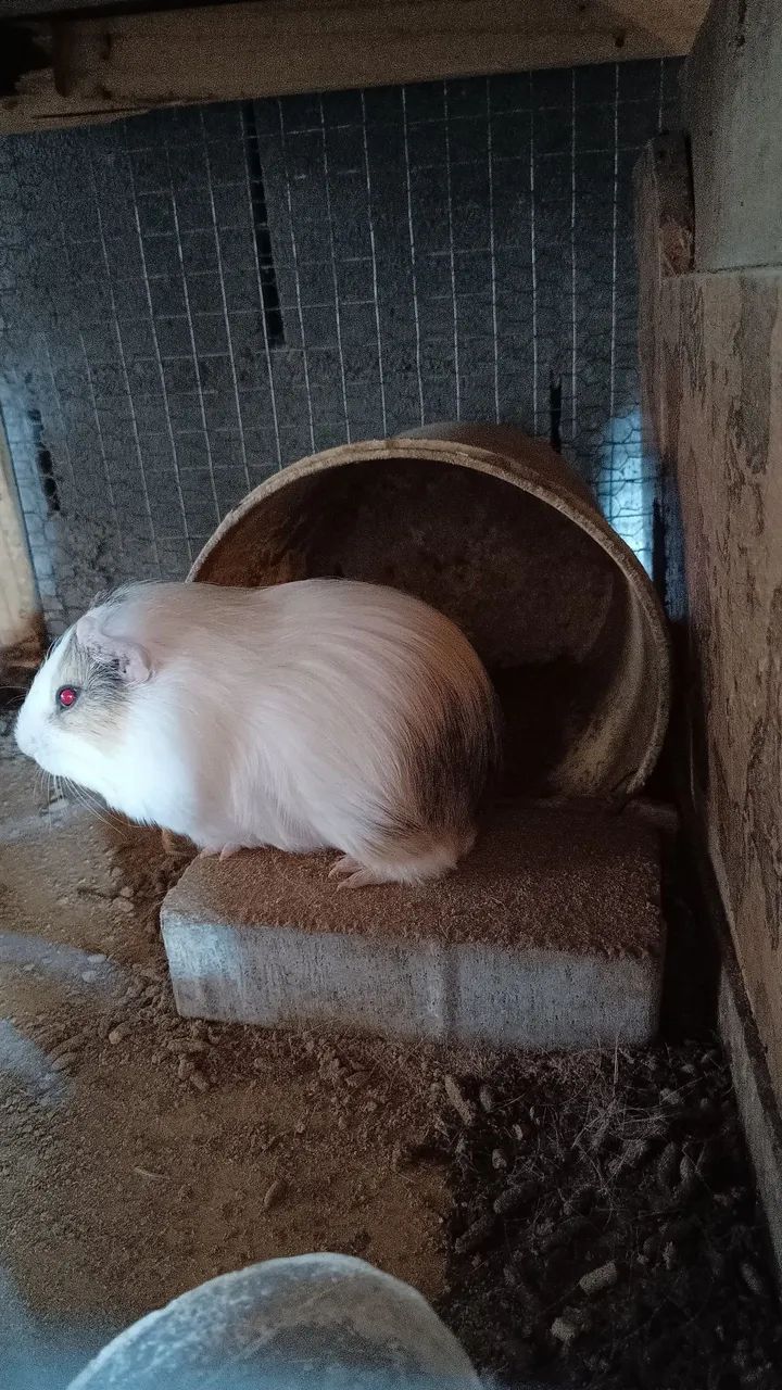 Porquinho da índia