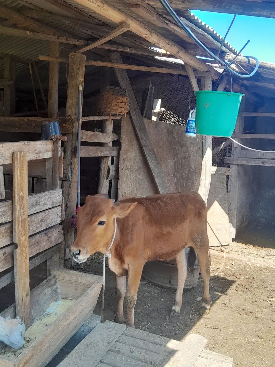 Novilha gir