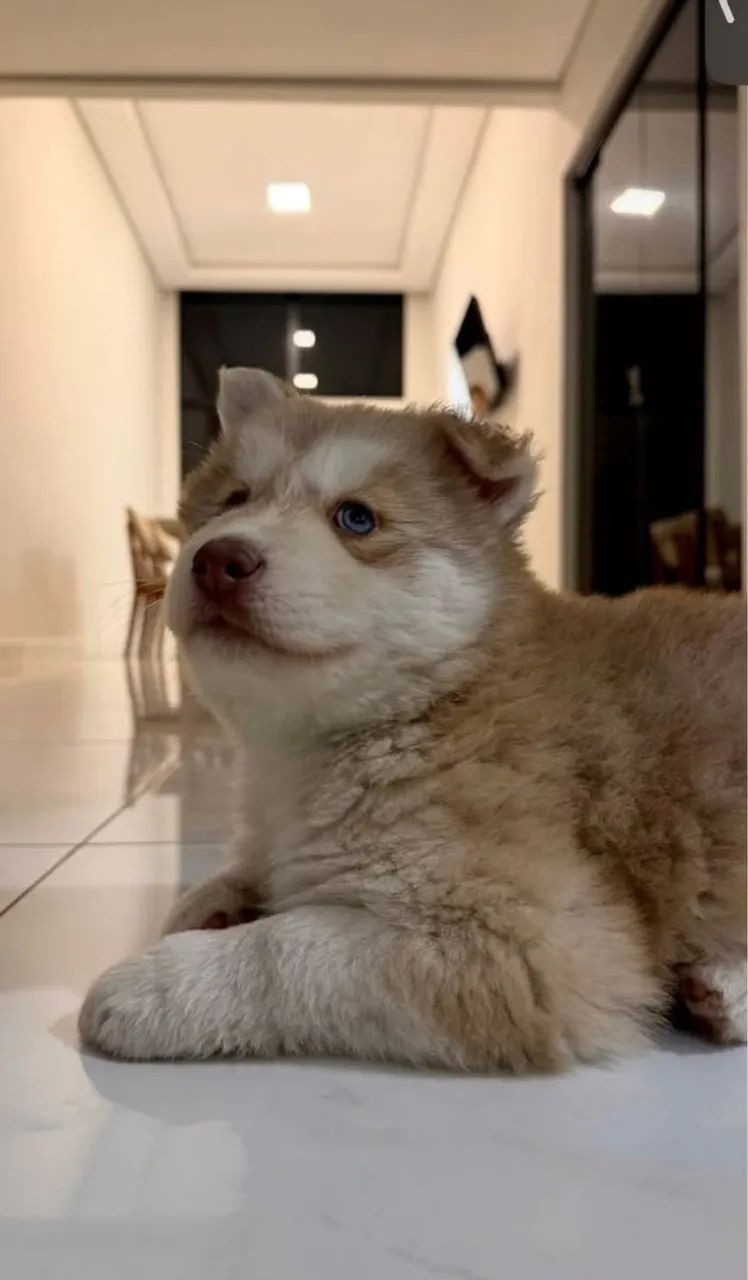 Cachorro bebê para doação  - Foto 3