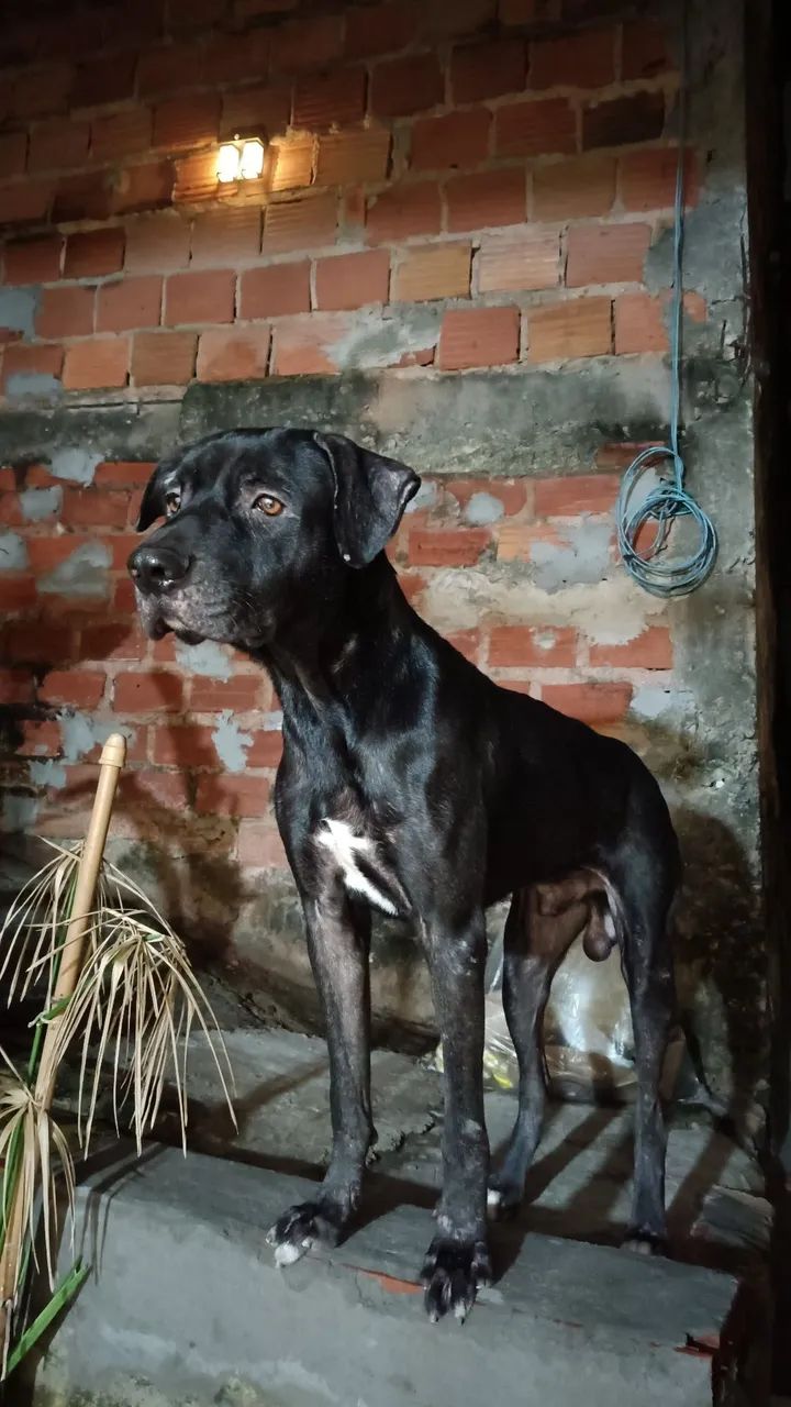 Cachorro para doar - Foto 2