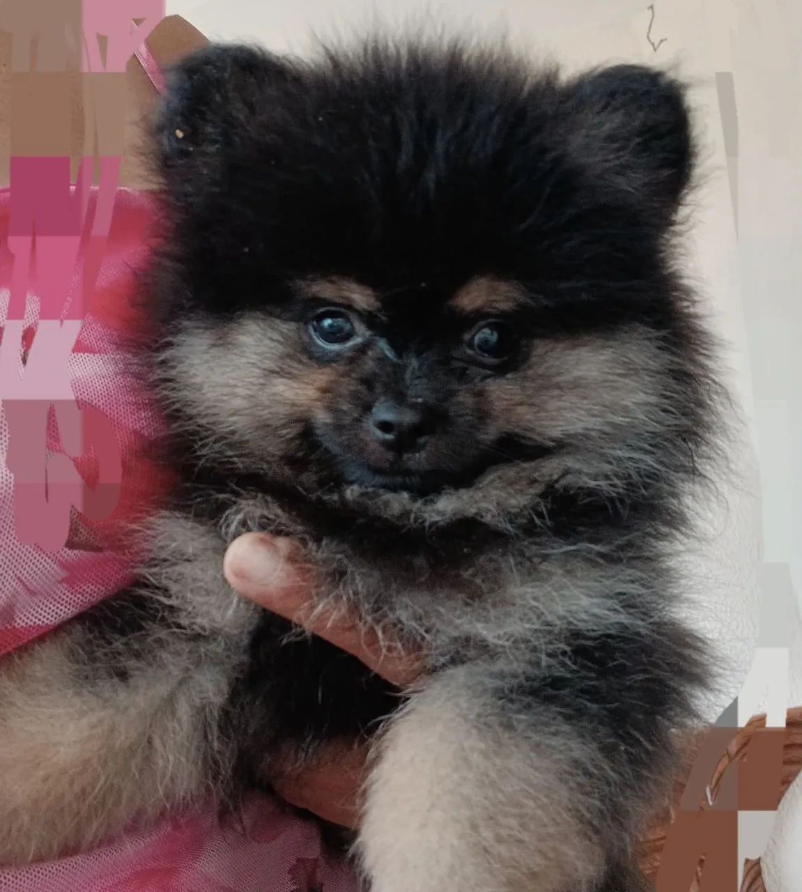 Filhote de Spitz Alemão Black-and-pan - Foto 2