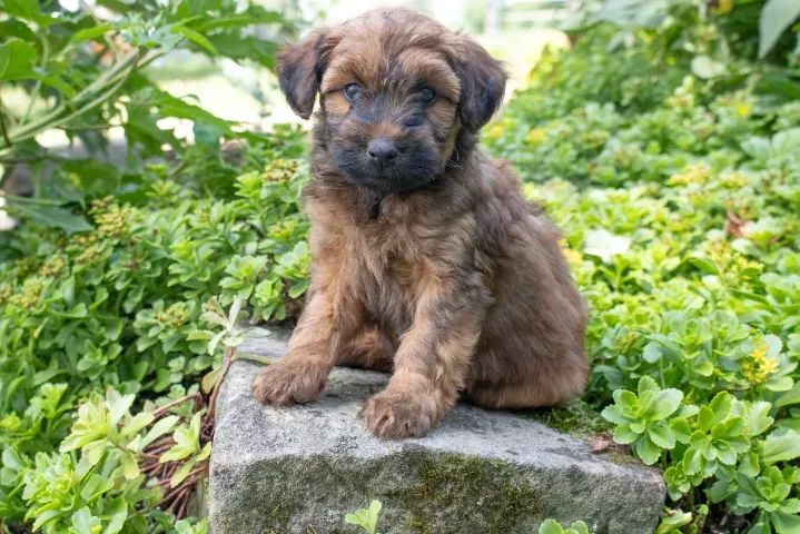 LINDOS PELUDINHOS  - Foto 2