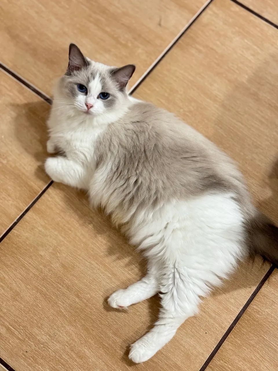 Fêmea Ragdoll  - Foto 4