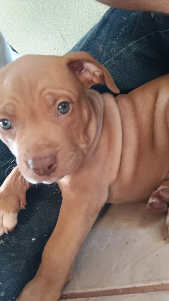 Cachorro - Foto 4