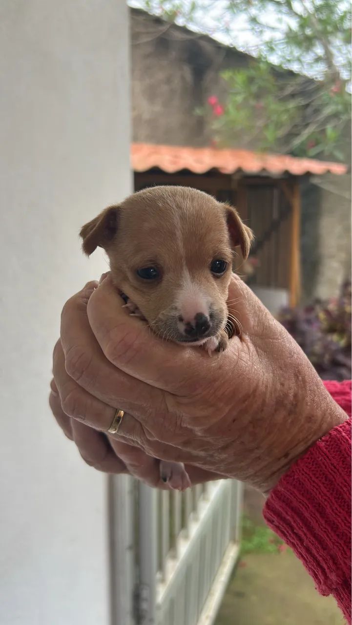 Vendo Pinscher 1  - Foto 4