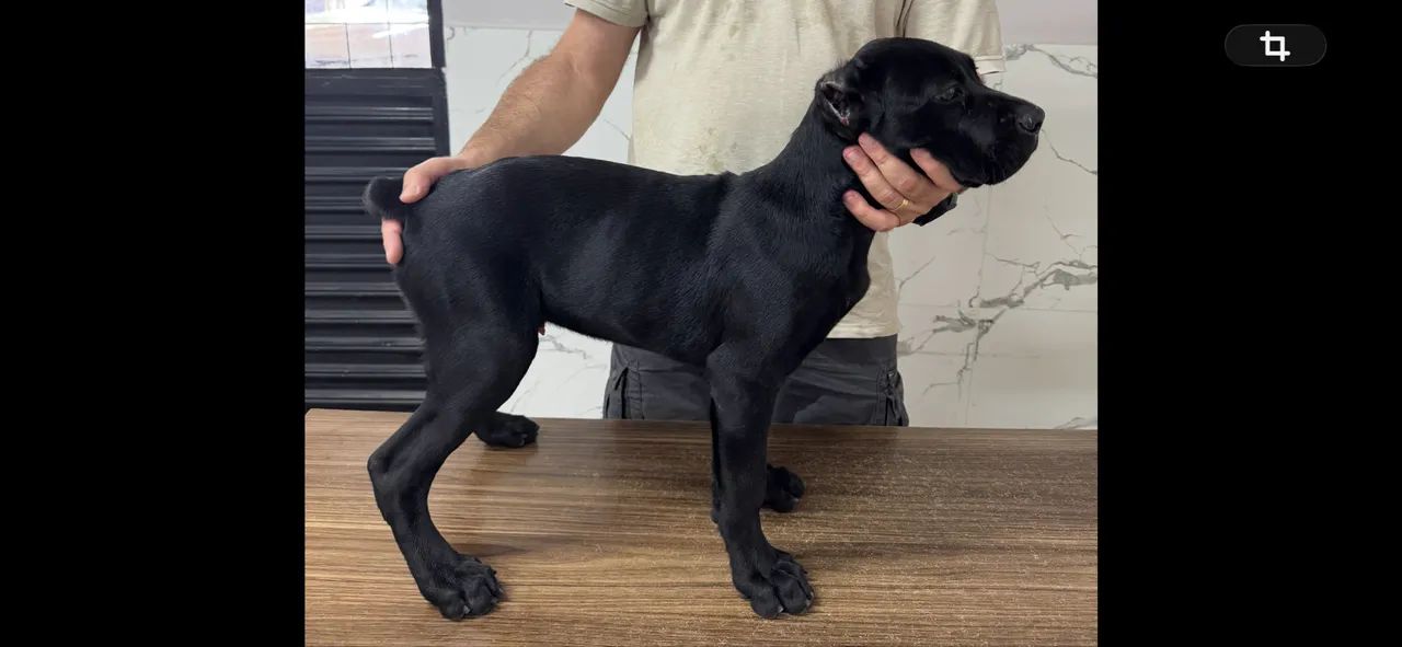 Cane Corso Filhotes 