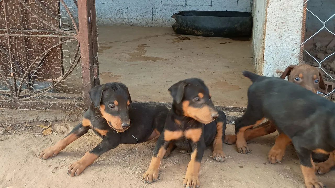 Filhotes de dobermann com pedigree  - Foto 4